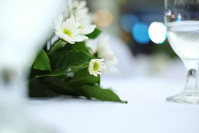 Close-up of white flower