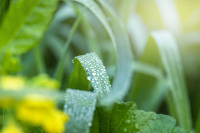 Close-up of wet plant leaves