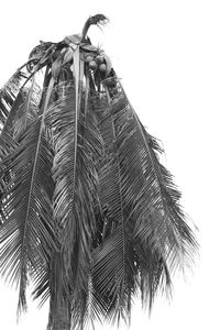 Low angle view of coconut palm tree against clear sky