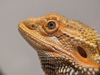 Closeup bearded dragons