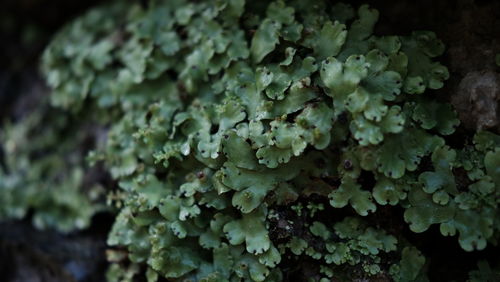 Full frame shot of plants