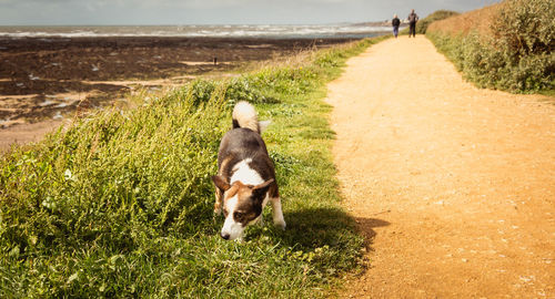 Dog walking on a land
