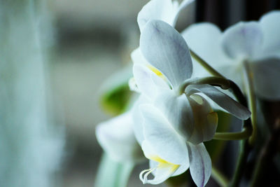 Close-up of white flowering plant