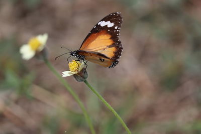 Close-up of butterfly pollinating on flower