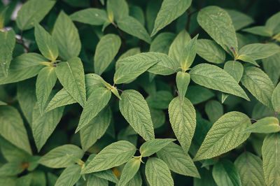 Close-up of fresh green leaves