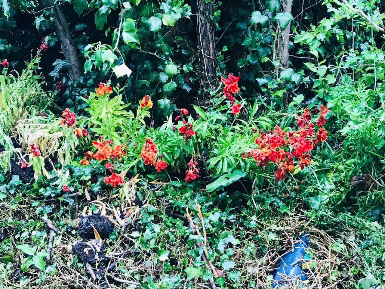 HIGH ANGLE VIEW OF RED FLOWERING PLANTS IN SUNLIGHT