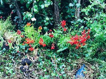 High angle view of red flowering plants on land