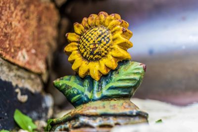 Close-up of yellow rose flower