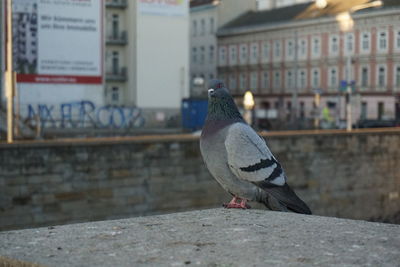 Close-up of pigeon perching on retaining wall against buildings