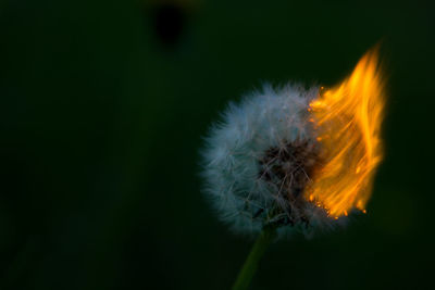 Close-up of dandelion flower