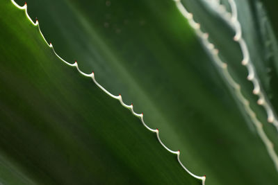 Close-up of succulent plant leaves