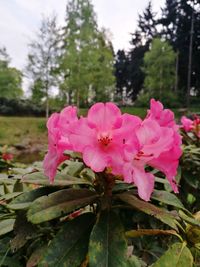Close-up of pink flowers blooming on tree