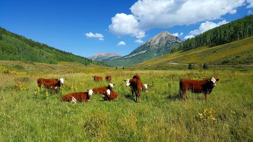 Cows grazing on field against sky