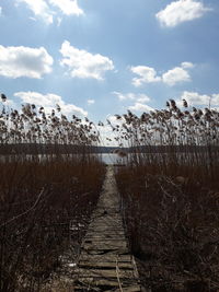 Walkway amidst plants on land against sky