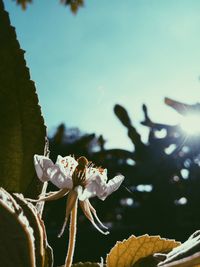 Close-up of honey bee on plant against sky