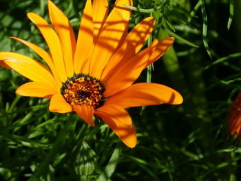 Close-up of orange flower