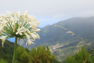 Close-up of flowers blooming outdoors