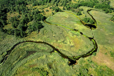 High angle view of rice paddy