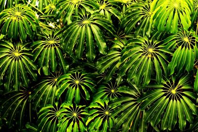 Full frame shot of plants