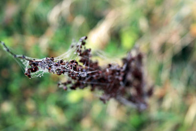 Close-up of insect on leaf