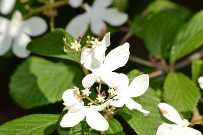 Close-up of white flowers blooming outdoors