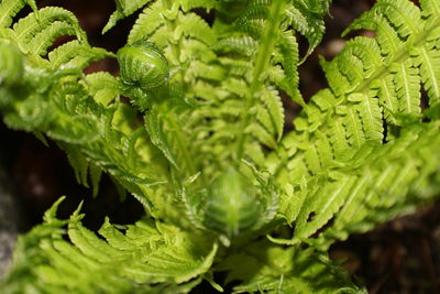 Close-up of fresh green plants