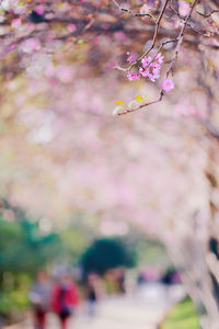 Close-up of purple flowers