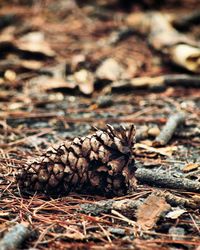 Close-up of log on field