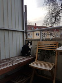 Cat on table