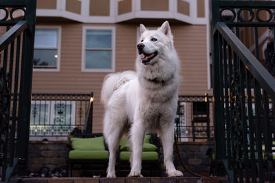 Dog standing against building