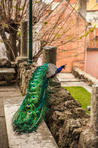 Close-up of peacock