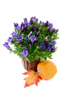 Close-up of purple flowers over white background