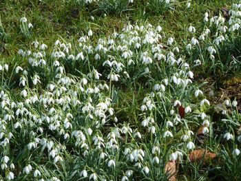 White flowers blooming on field