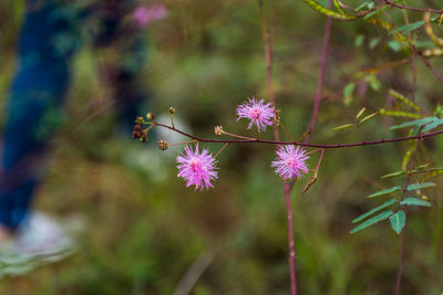 Close-up of fresh flowers on branch