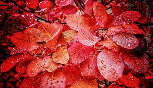 Close-up of wet red autumn leaves