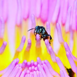 Close-up of insect on flower