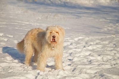 Dog in a snow