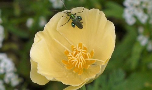 Close-up of yellow flower