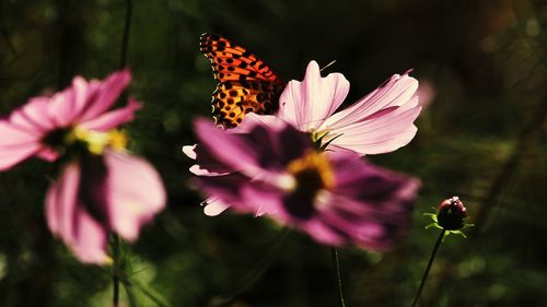 Close-up of butterfly pollinating on pink flowering plant