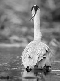 Close-up of swan swimming on lake