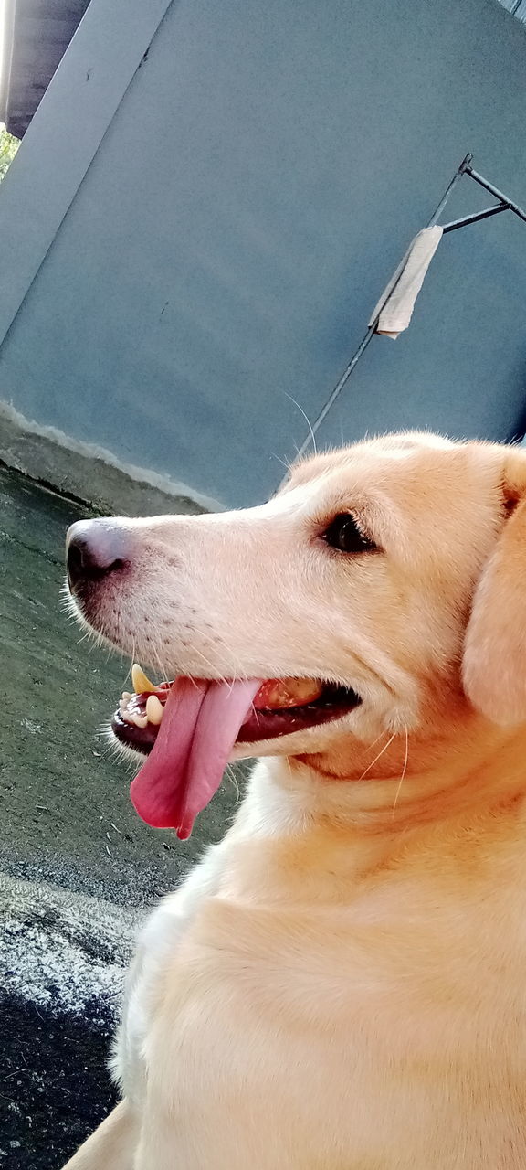 CLOSE-UP OF DOG STICKING OUT TONGUE