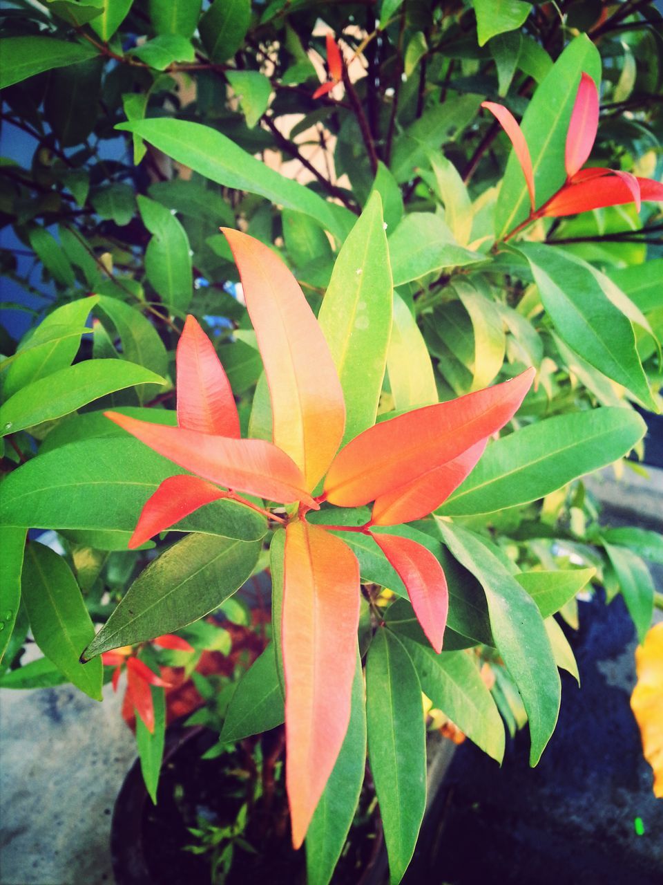 leaf, growth, green color, plant, nature, leaves, close-up, leaf vein, beauty in nature, sunlight, focus on foreground, day, outdoors, tranquility, no people, freshness, growing, autumn, season, branch