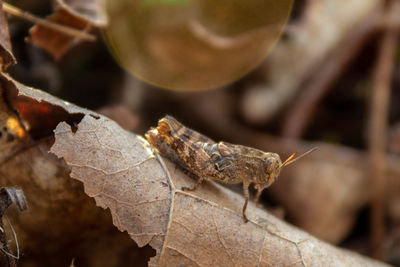 Close-up of insect on leaves