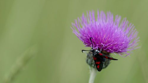 Close-up of moth on purple flower