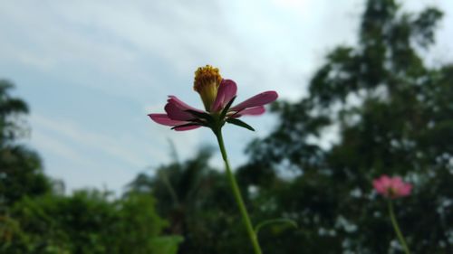 Close-up of pink flowering plant against sky