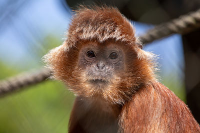 Close-up of monkey