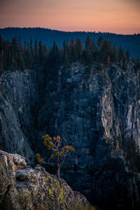 A lonely tree grows from the rocks in yosemite