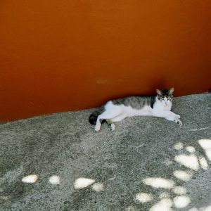 High angle view of cat relaxing on floor