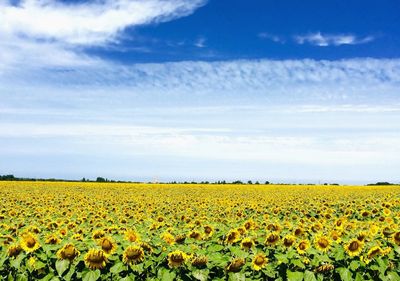 Scenic view of field against blue sky