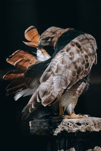 Close-up of owl perching on wood against black background